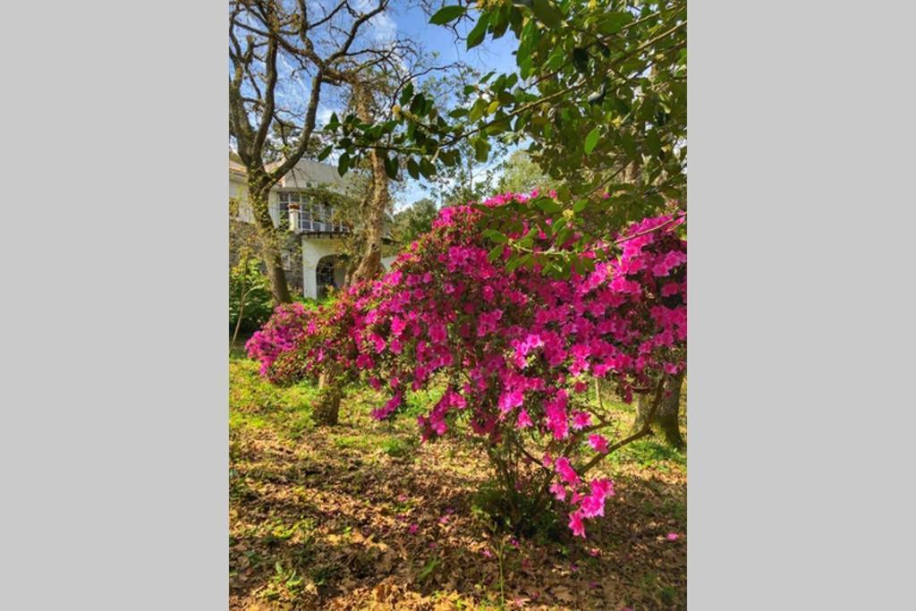 Quinta Biologica, Com Vista, Na Serra De Sintra Extérieur photo
