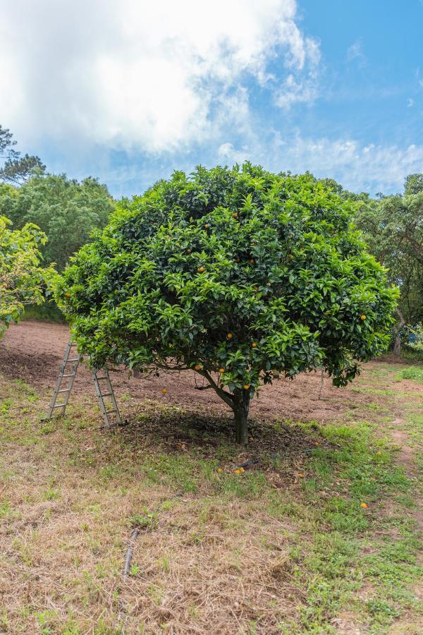 Quinta Biologica, Com Vista, Na Serra De Sintra Extérieur photo