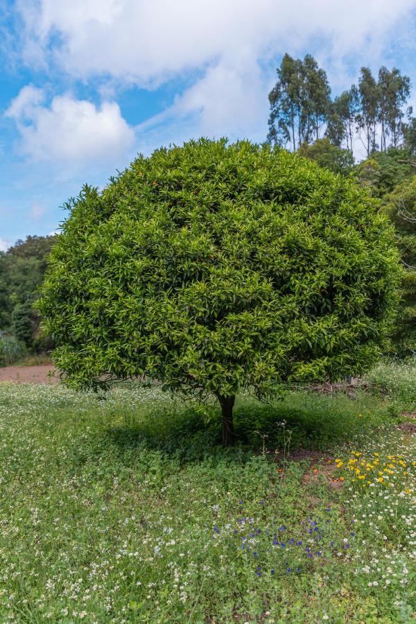Quinta Biologica, Com Vista, Na Serra De Sintra Extérieur photo